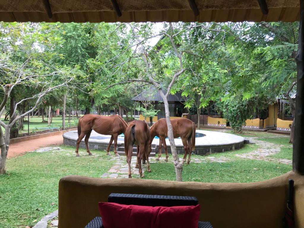 Aswadduma Hotel Dambulla Ngoại thất bức ảnh